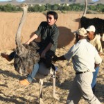 05800428ostrich6