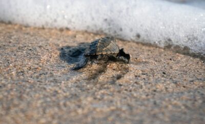 Turtle Tours in iSimangaliso: When and How to See Nesting Sea Turtles