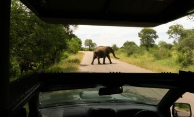 South Africa Itinerary 2 Weeks: A Guided Tour From Kruger to Cape Town