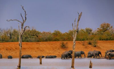 Walking Safari in the Greater Kruger: What to Expect on Foot in the Bush